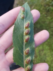 Euura bridgmanii