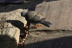 Manorina melanocephala