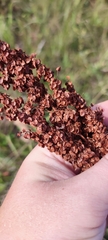 Rumex pseudonatronatus