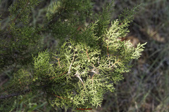 Juniperus pinchotii