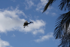 Threskiornis molucca