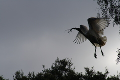 Threskiornis molucca