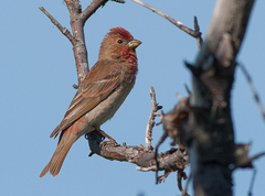 Carpodacus erythrinus
