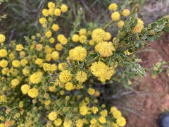 Acacia paradoxa