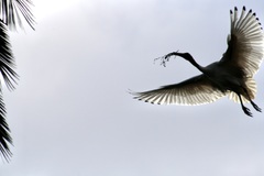 Threskiornis molucca