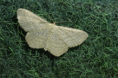 Scopula virgulata
