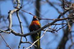 Trichoglossus moluccanus