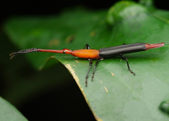 Brentidae