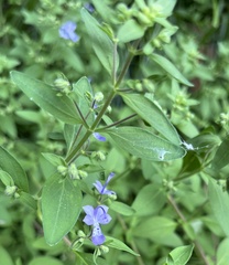 Trichostema dichotomum