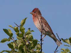 Carpodacus erythrinus
