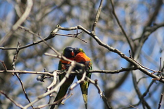 Trichoglossus moluccanus