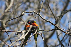 Trichoglossus moluccanus
