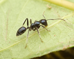 Calomyrmex laevissimus