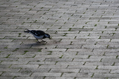 Grallina cyanoleuca