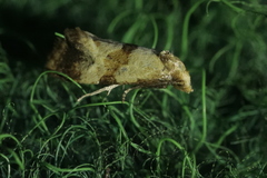 Phalonidia contractana