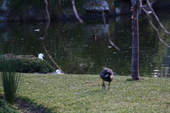 Gallinula tenebrosa
