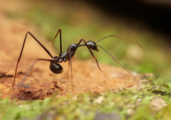 Aphaenogaster dromedaria
