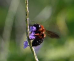 Xylocopa ruficeps