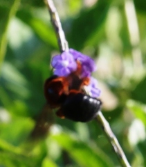 Xylocopa ruficeps