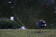 Gallinula tenebrosa