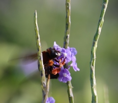 Xylocopa ruficeps