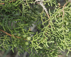 Juniperus pinchotii