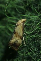 Phalonidia contractana