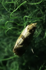 Phalonidia contractana