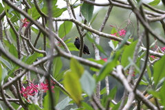 Acridotheres javanicus