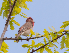 Carpodacus erythrinus