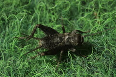 Modicogryllus frontalis