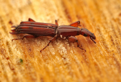 Brentidae