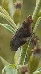 Aphrophora alni