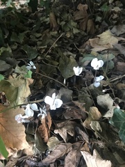 Cyclamen hederifolium