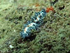 Maritigrella eschara