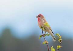 Carpodacus erythrinus