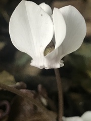 Cyclamen hederifolium