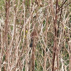 Agelasticus cyanopus