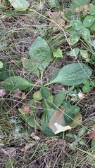Plantago urvillei
