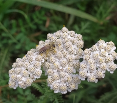 Colletes