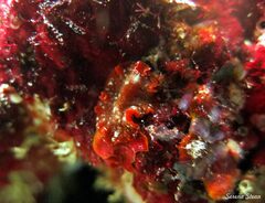 Phrikoceros katoi