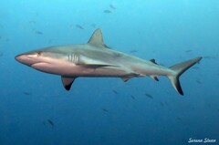 Carcharhinus amblyrhynchos