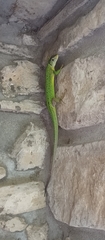 Lacerta bilineata