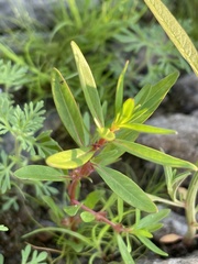 Rotala ramosior