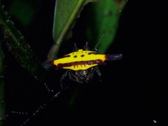 Gasteracantha