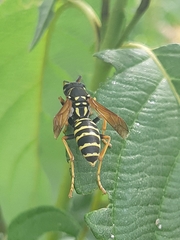 Polistes dominula
