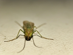 Chironomoidea