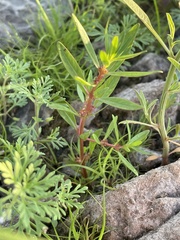 Rotala ramosior