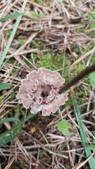 Thelephora terrestris