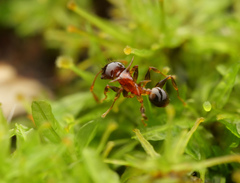 Pheidole